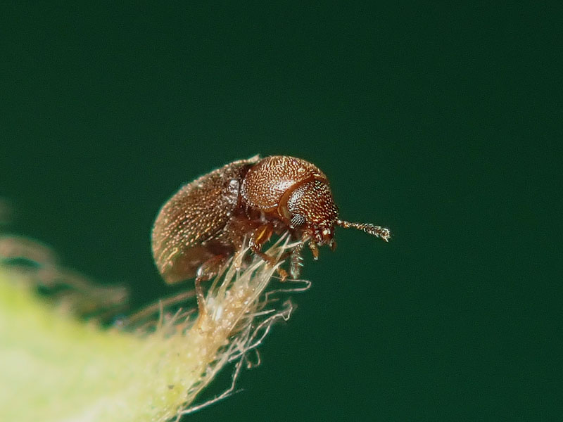 da identificare: Ciidae ??